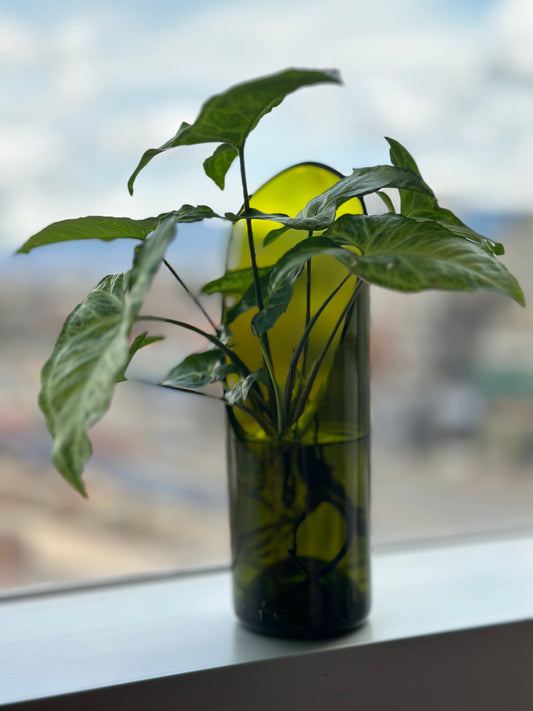 Materas para plantas de agua