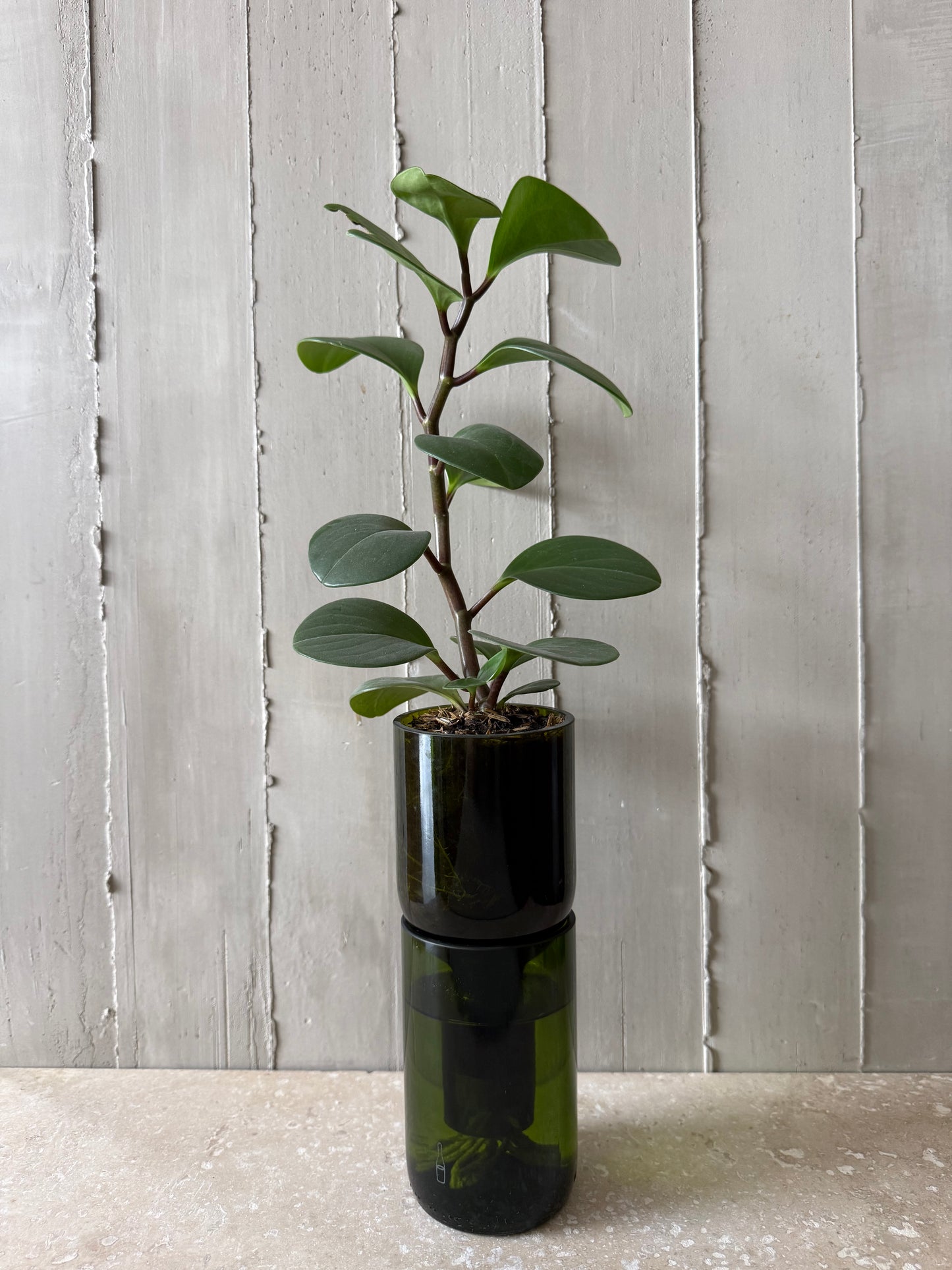Materas para orquídeas y otras plantas